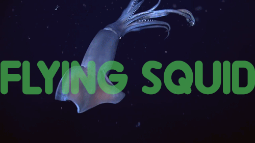 flyingsquid
