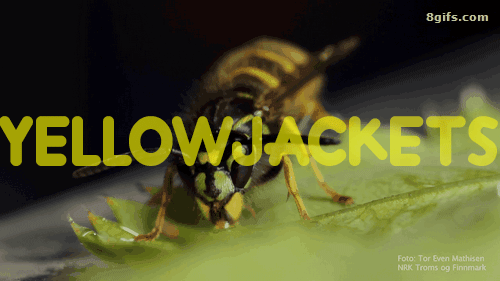 yellowjackets