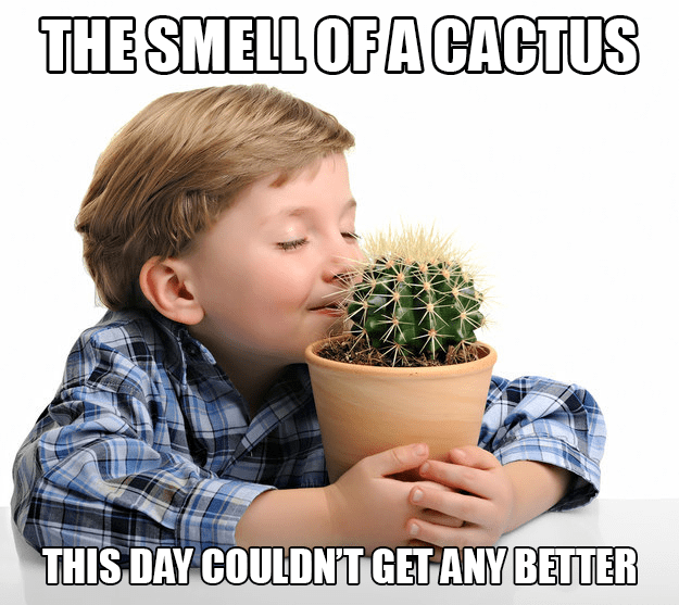 smellofacactus